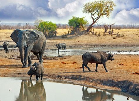 Elephant Walk, Tanzania Safari, Landscape Model, Save The Elephants, Safari Adventure, Wildlife Safari, Africa Safari, Country Scenes, Wildlife Sanctuary