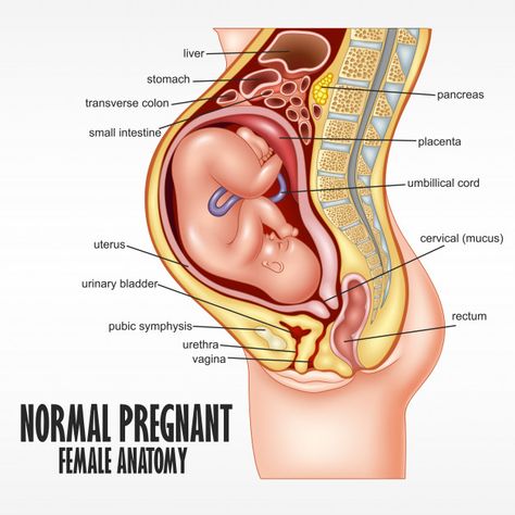 Normal pregnant female anatomy | Premium Vector Pregnancy Anatomy, Female Reproductive System Anatomy, Human Anatomy Female, Cervical Mucus, Biology Facts, Medical Wallpaper, Female Reproductive System, Human Body Anatomy, Human Anatomy And Physiology