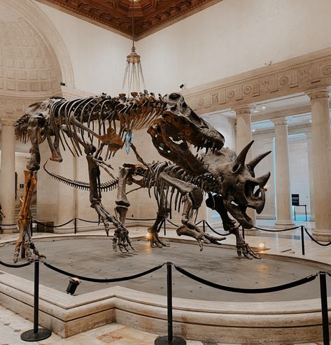 #dinosaur #museum #fossils #history #aesthetic Dinosaur Museum Aesthetic, Fossils Aesthetic, Fossil Aesthetic, Museum Dinosaurs, Dinosaur Aesthetic, Melanie Harlow, Fossil Museum, History Aesthetic, Steven Stone