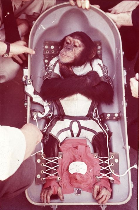 ham the space monkey -monkey history Monkey In Space, Space Monkey, Project Mercury, Nasa Space Program, Space Animals, Space Dog, Space Photography, Space Race, Space Pictures