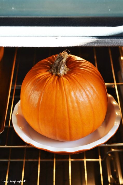 How to Roast a Whole Pumpkin in the Oven Now that Halloween has past, I am sure chances are you might have an extra sugar pumpkin or two hanging around. Maybe you want to dive into decorating for the holidays and want to get rid of your pumpkins? But wait! Do not just throw out those precious pumpkins! Why not roast a whole pumpkin in the oven? Did you know you could roast a whole pumpkin in the oven because not many people do! I recently decided to roast a large sugar pumpkin in the oven bec... Bake Whole Pumpkin Oven, Cooking A Whole Pumpkin In The Oven, Cooking Whole Pumpkin In Oven, Roasting A Pumpkin In The Oven, Roasting Pumpkin For Pie, Pumpkin Roasting, Roast Whole Pumpkin, Big Easy Cooker, Pumpkin Cooking