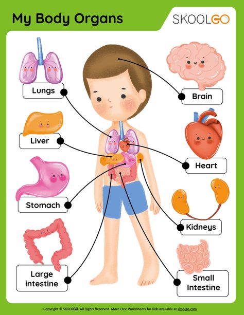 All Human Body Systems, Internal Body Parts For Kids, Internal Organs For Kids, Body Parts For Kids Free Printable, My Body Worksheets For Kids, Parts Of The Body For Kids, Human Body Parts For Kids, Human Body Worksheets For Kids, Organs Drawing