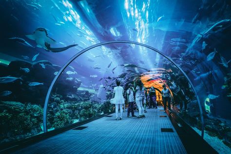 The Best Aquariums Across the Country Zoo Tickets, Dubai Aquarium, Armani Hotel, Dubai Holidays, Georgia Aquarium, Dubai Tour, Travel Facts, Kota Tangerang, Burj Al Arab