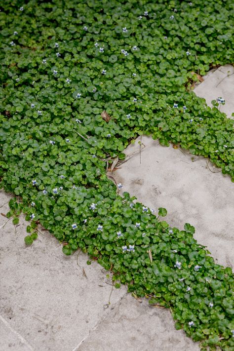 Meet the Aussie Wonder: Australian Violet This charming ground cover, scientifically known as Viola hederacea, is a native beauty. With its heart-shaped leaves and delicate purple blooms, it's not just a treat for the eyes but a multi-purpose garden superstar. Why we love it? It's low-maintenance, versatile (sun or shade, it thrives!), and perfect for planting between pavers and stepping stones, adding a touch of nature to your hardscapes. Plus, it's a magnet for butterflies and bees! Ground Cover Around Pool, Australian Violet, Stepping Stones Pathway, Garden Pavers, Step Stones, Australian Native Garden, Native Plant Gardening, Cottage Garden Plants, Garden Stepping Stones