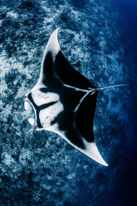 The Empire State Building, Manta Ray, Ocean Water, Empire State, Empire State Building, National Geographic, The National, Water, Blue