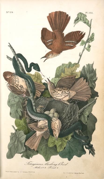 Index Pictures Of Turkeys, Audubon Prints, Mocking Bird, Mocking Birds, Audubon Birds, Bird Graphic, James Audubon, Birds Of America, Bird Canvas