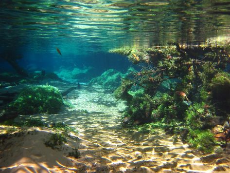 Underwater River, Underwater Life, Blue Lake, Secret Places, Alam Semula Jadi, Underwater Photography, Photo Images, Underwater World, Ocean Life