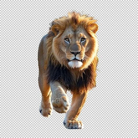 Lion Walking, Front Walk, Lion Drawing, Max On, Transparent Png, Png Image, Png Images, Lion, Walking