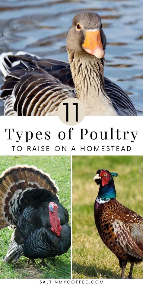 Homestead Livestock, Keeping Ducks, Types Of Ducks, Small Homestead, Raising Turkeys, Backyard Ducks, Duck Breeds, Raising Quail, Raising Ducks