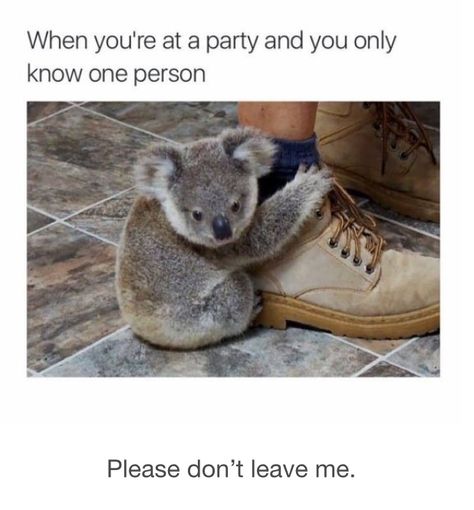 Koala Meme, Funny Koala, Laughing Funny, Best Funny Photos, Infp Personality, Introvert Humor, 9gag Funny, Meme Comics, Friend Memes