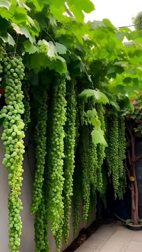 Grafting Plants, نباتات منزلية, Vegetable Garden Planning, Indoor Vegetable Gardening, Garden Crafts Diy, Most Beautiful Gardens, Beautiful Fruits, Home Vegetable Garden, Organic Gardening Tips