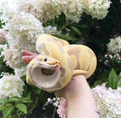 Hall Python, Animal Pfp Funny, Pet Python, Snakes Pet, Snake Ball Python, Cute Animal Pfp, Ball Python Pet, Anime Pets, Ball Python Snake