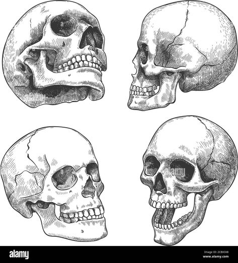 Download this stock vector: Hand drawn skull. Sketch anatomical skulls in different angles, gothic tattoo. Human skeleton dead head halloween engraving vector set - 2CBX3X8 from Alamy's library of millions of high resolution stock photos, illustrations and vectors. Photoshop, Cro Magnon, Brain Size, Photoshop Patterns, Photoshop Brushes, Anthropology, Skull Tattoo, Native American, Humanoid Sketch