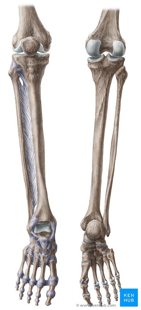 Tibia Bone Anatomy, Tibia And Fibula Anatomy, Tibia Anatomy, Leg Bone Anatomy, Leg Bones Anatomy, Human Bone Anatomy, Bones Reference, Fibula Bone, Bone Reference