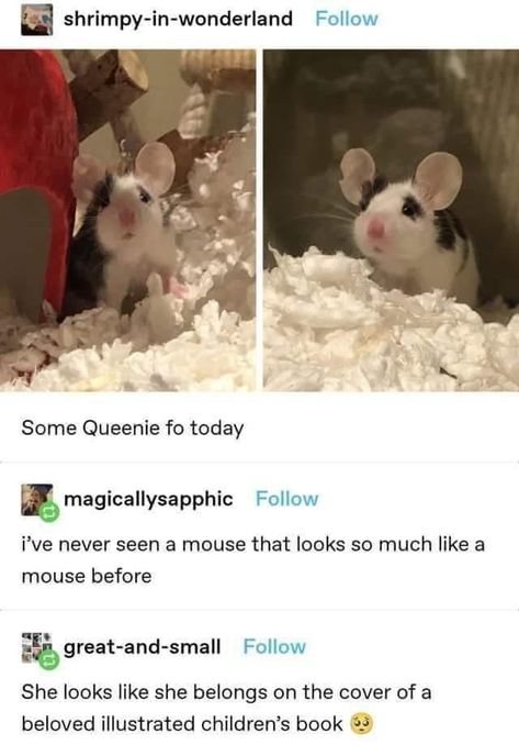 31 Exquisite Pics and Memes to Scroll Through Anytime - Funny Gallery Seni Origami, Silly Animals, Funny Animal Memes, Cute Creatures, Animal Photo, Cute Little Animals, 귀여운 동물, Animal Memes, Cute Funny Animals