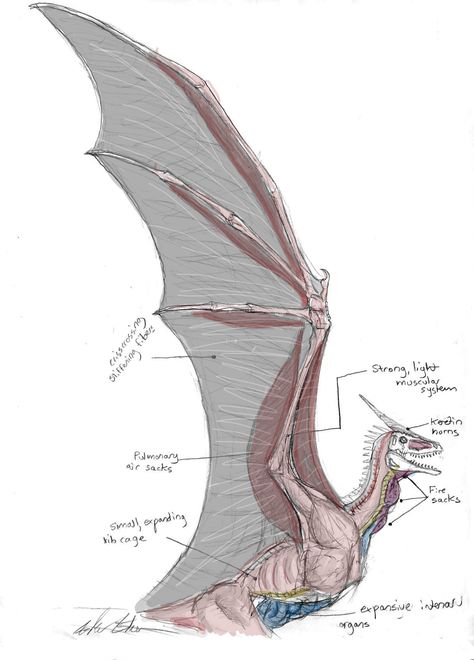 Dragon Wing and Chest Anatomy by Ashere.deviantart.com on @DeviantArt Chest Anatomy, Wing Anatomy, Dragon Project, Dragon Poses, Dragon Anatomy, Dragon Wing, Wings Drawing, Dragon Sketch, Dragon Wings