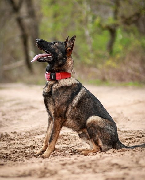 Working Line Gsd, German Shepherd Working Line, Aggressive German Shepherd, Growling German Shepherd, Baby German Shepherds, German Shepherd Farm Dog, Black German Shepherd Service Dog, Sable German Shepherd, Herding Dogs Breeds