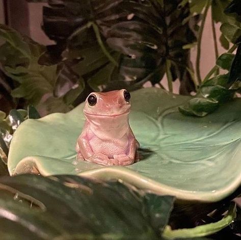 Images Of, Whites Tree Frog, Frog Pictures, Wildlife Photos, Amazing Images, A Frog, Cute Frogs, Funny Animal Memes, Cute Creatures