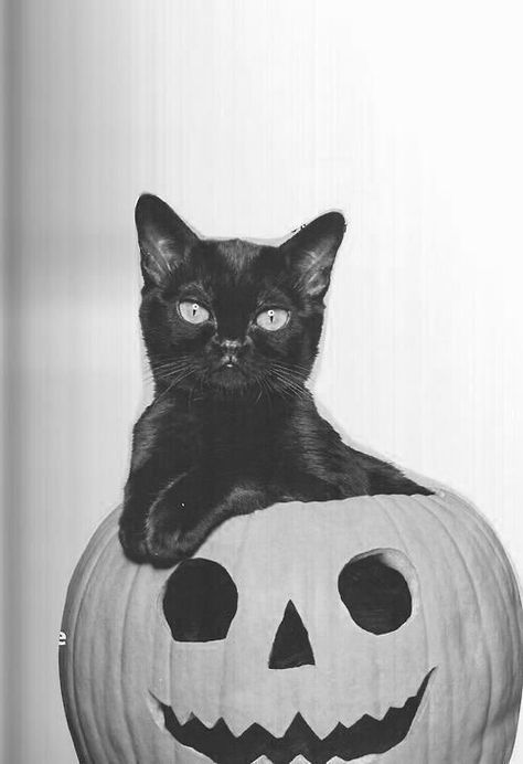 New post on m--i-d-n-i-g-h-t Laura Aesthetic, Halloween Kittens, Spooky Cats, Halloween Kitty, Halloween Decor Diy, Chat Halloween, Halloween Cats, A Black Cat, Cat Pumpkin