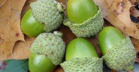 Here’s an easy method for processing acorns, and five different ways to eat this humble and ubiquitous tree nut. Native American Food, Native Foods, Bushcraft Skills, Edible Wild Plants, Wild Edibles, Oak Trees, Survival Food, Wilderness Survival, Wild Food