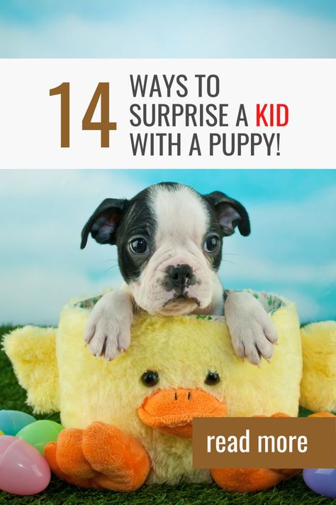 Surprise Puppy Ideas Kids, How To Gift A Puppy For Christmas, Puppy In A Box Gift, Dog For Christmas Surprise, Gifting A Puppy Ideas, How To Give A Puppy For Christmas, Puppy Present Surprise, Surprise Puppy Reveal Kids, Christmas Puppy Surprise