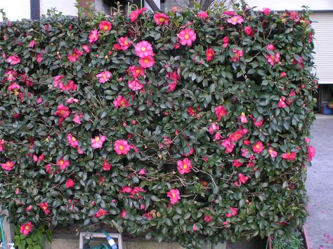 Camellia sasanqua (Sasanqua Camellia)vis an evergreen shrub growing up to 16.4 feet (5 m) tall. The leaves are broad elliptic, up to... Camellia Sasanqua, Garden Front Of House, Building A Trellis, Front Lawn Landscaping, Townhouse Garden, Evergreen Hedge, Garden Hedges, Camellia Japonica, Garden Plots