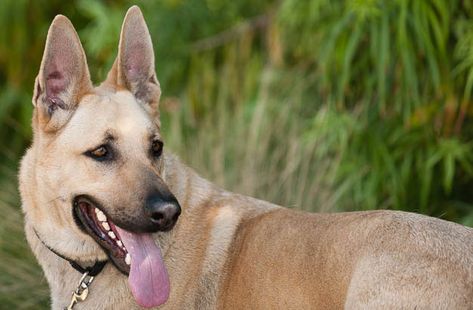 Blond German Shepherd, Blond Guy, Dog Reference, Herding Dogs Breeds, Swiss Shepherd, White Swiss Shepherd, German Shepherd Rescue, Herding Dogs, Types Of Animals