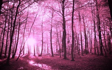 Earth Forest Wallpaper Cool Wallpapers Pink, R Wallpaper, Forest Scenery, Pink Forest, Pink Nature, Free Backgrounds, Desktop Wallpaper Design, Forest Background, 1080p Wallpaper