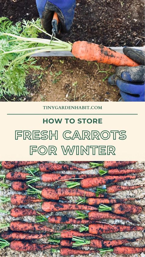 Long Term Carrot Storage, How To Preserve Carrots From The Garden, Storing Root Vegetables Winter, Storing Vegetables From Garden, Freezing Carrots From Garden, What To Do With Carrots From The Garden, Storing Garden Carrots, Storing Carrots For Winter, How To Store Carrots From Garden