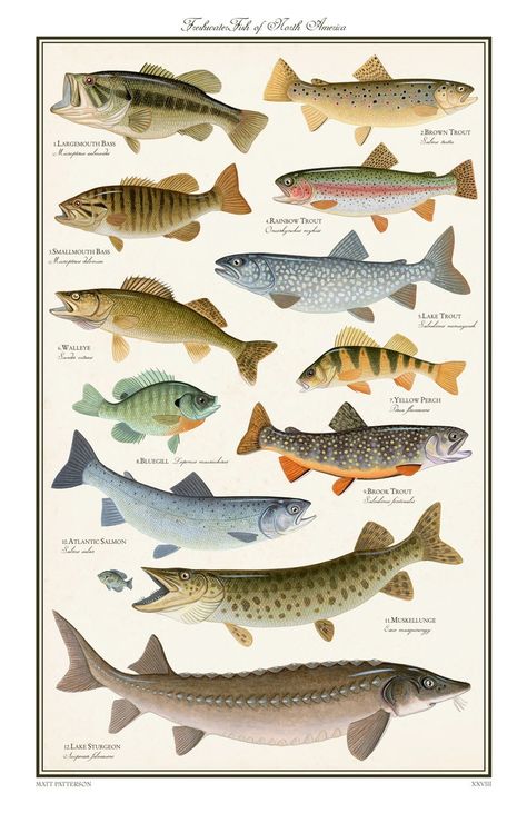 salmon fish picture identity | Freshwater Fish of North America limited by StoneridgeStudios Lake Sturgeon, Fish Chart, Fish Poster, Brook Trout, Bass Fishing Tips, Fishing Techniques, Types Of Fish, Freshwater Fishing, Sport Fishing