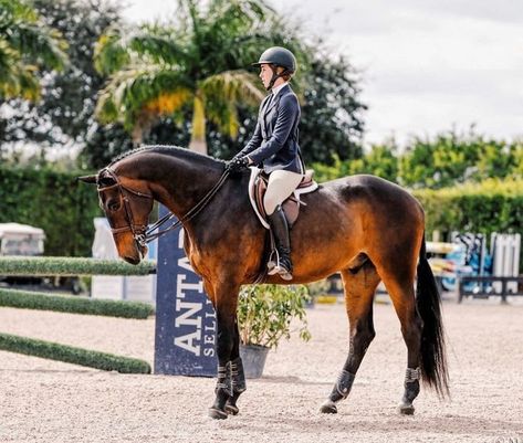 English Horses, Hunter Jumper Horses, Horse Standing, Hunter Horse, Jumping Horses, Horsey Life, Show Jumping Horses, Equestrian Aesthetic, Cute Horse Pictures