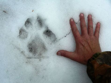 OutdoorHub Quiz: Can You Identify These Animal Tracks? Howleen Wolf, Werewolf Aesthetic, Frank Zhang, Yennefer Of Vengerberg, Catty Noir, The Adventure Zone, Kuroo Tetsurou, House Stark, She Wolf