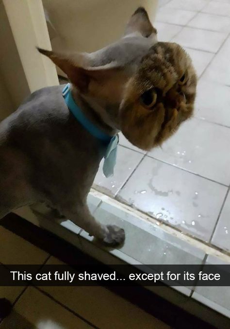 Hilarious-cat-snapchats Shaved Cat, Wojskowy Humor, Tierischer Humor, Cat Quotes Funny, Cat Quotes, Funny Cat Memes, Funny Cat Pictures, صور مضحكة, Komik Internet Fenomenleri