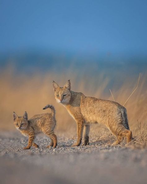 Jungle Image, Wild Cat Breeds, African Wild Cat, Jungle Images, Savanna Animals, Jungle Cats, Small Wild Cats, African Jungle, Rainforest Animals