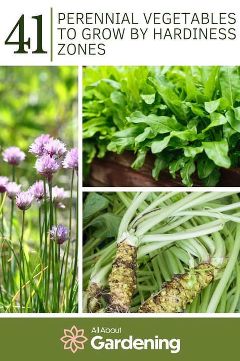 Most perennials can be grown relatively easily, and can be a great project for gardeners both novice and advanced. In this article, we look at 41 of our favorite perennial vegetables. Come check it out! Vegetable Planting Guide, Vegetables To Grow, Hardiness Zones, Perennial Vegetables, Different Vegetables, Seasonal Garden, Planting Vegetables, Growing Vegetables, Planting