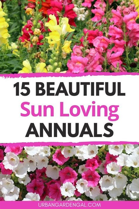 Summer Annual Flowers, Flowers That Love Sun And Heat, Full Sun Flowers For Pots, Flowers That Grow In Full Sun, Summer Annual Containers, Plants That Love Full Sun, Flowers That Like Full Sun, Flowers That Love Sun, Annual Plants Front Yards