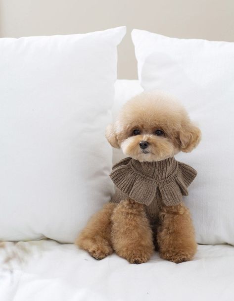 Dogs In Cute Outfits, Cute Dogs In Clothes, Cute Outfits For Dogs, Dog Dressed Up, Maltipoo Outfits, Luxury Dog Clothes, Cute Dogs Clothes, Animal Wearing Clothes, Dog With Clothes