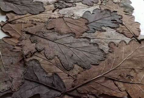 Alice Fox, Leaf Quilt, Acorn And Oak, Creative Textiles, Textiles Techniques, Tree Quilt, Oak Leaves, Oak Leaf, Leaf Art