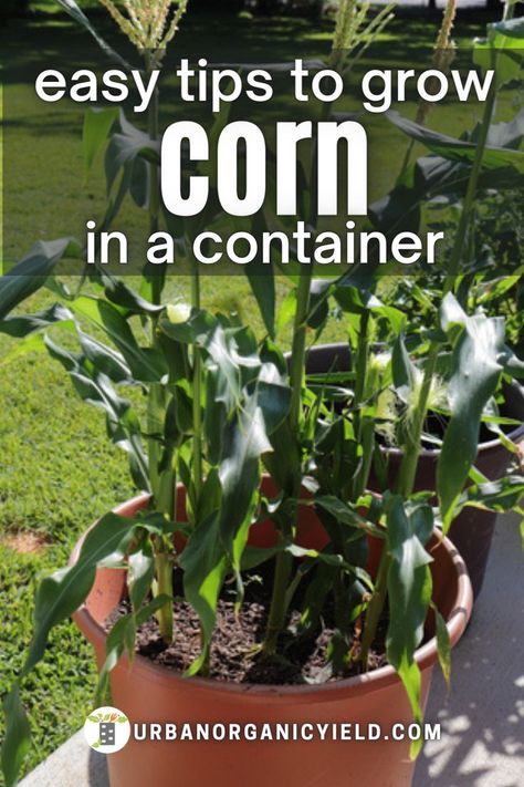 Growing Sweet Corn, Grow Corn, Gemüseanbau In Kübeln, Growing Vegetables In Pots, Growing Corn, Bucket Gardening, Container Vegetables, Corn Plant, Vegetable Garden Diy