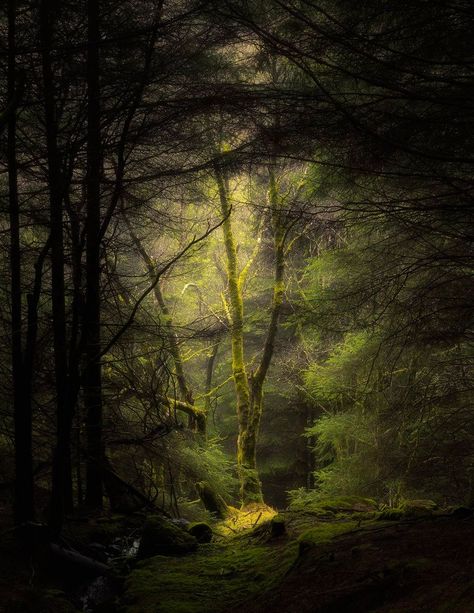 The ancient forests of The Trossachs, Scotland, are home to the myths and legends of The Urisks - the Faeries of the Forests. When you come across sights like this it is easy to believe the old stories. Taken near Bracklinn Falls, at the small town of Callander. Iphone Theme Ideas, Iphone Theme, Forest Path, Ancient Forest, Beautiful Forest, Forest Photography, Walk In The Woods, Tree Forest, Magical Forest