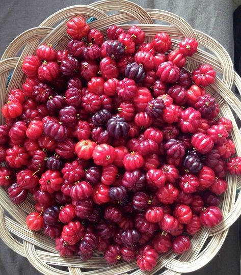 BRAZILIAN CHERRY A rare fruit that we have available for sale at our garden center - These delicious, tart fruits are native to South America and are packed with nutrients and antioxidants. They have a bright red skin and a juicy, citrus-like flavor that is perfect for making jams, jellies, and pies. Plus, they're super easy to grow from seedlings, so why not give them a try in your own backyard? We have a limited supply of Brazilian cherry seedlings available, so come by our garden center an... Brazilian Cherry, Garden Center, Bright Red, South America, Super Easy, To Grow, Tart, Jelly, Jam