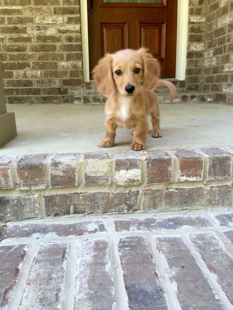 English cream miniature dachshund!! Golden Daschunds, Puppy Dashhounds, English Cream Mini Daschund, Golden Miniature Dachshund, English Golden Dachshund, Weiner Dog Puppies Long Haired, Dauchsands Puppy, Cream Longhaired Dachshund, Golden Dox Dog