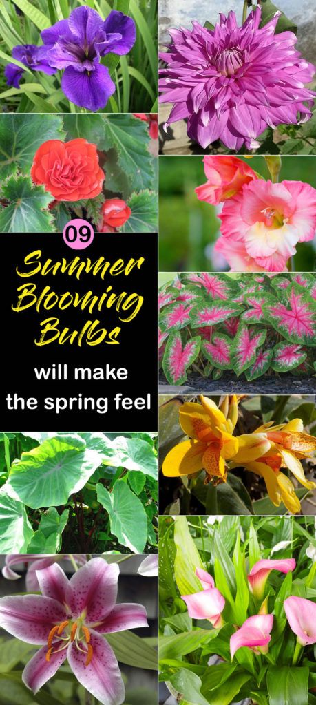 Planting Bulbs In Spring, Canna Flower, Flower Growing, Summer Bulbs, Summer Flowers Garden, Summer Flowering Bulbs, Gladiolus Flower, Raised Flower Beds, Growing Peonies