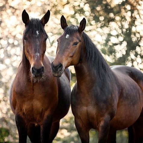 2 Horses Together, 2 Horses, Abstract Horse Painting, Abstract Horse, Most Beautiful Animals, Horse Crazy, Horse Equestrian, Cute Horses, Horse Photos