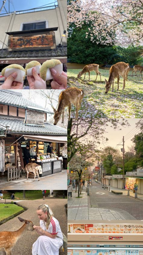 Nara Japan deer Nara Japan, Japan Aesthetic, Aesthetic Japan, Osaka Japan, Nara, Japan Travel, Osaka, Beautiful World, Deer