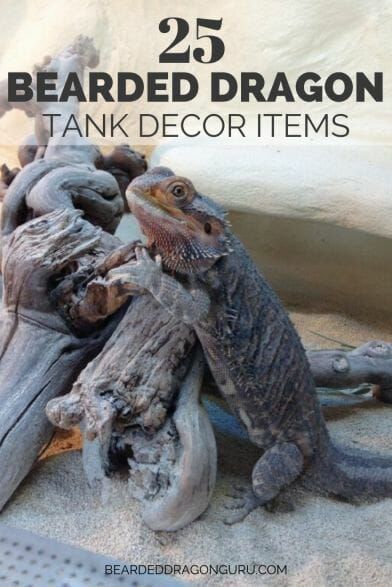 Bearded Dragon Tank Decor, Bearded Dragon Wings, Bearded Dragon Tank Setup, Bearded Dragon Food List, Bearded Dragon Toys, Diy Bearded Dragon Enclosure, Bearded Dragon Hammock, Bearded Dragon Colors, Bearded Dragon Vivarium