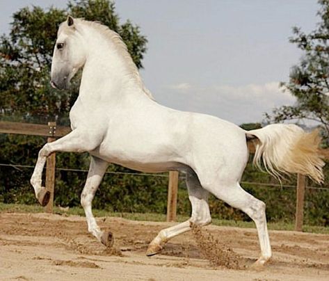 Lusitano Photography | 1000+ images about The Lusitano on Pinterest | Horses, Spanish and Photos Lusitano Stallion, Lusitano Horse, Elegant Horse, Cai Sălbatici, Rasy Koni, Horse Inspiration, Andalusian Horse, Most Beautiful Horses, Majestic Horse