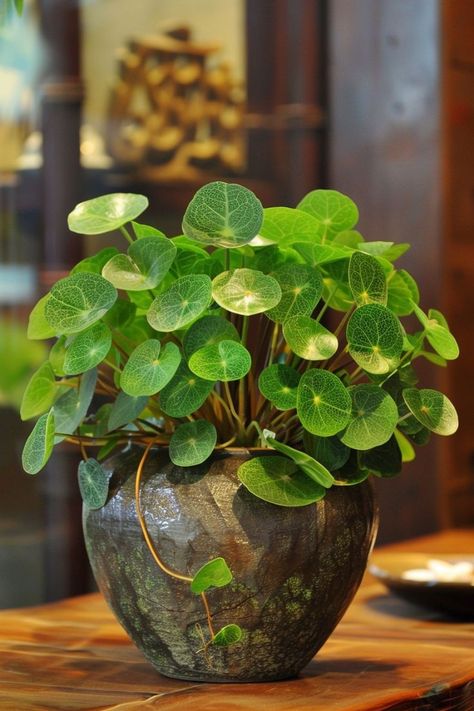 Does Pilea Peperomioides Like To Be Root Bound? Indoor Bushy Plant, Inside House Plants, Plant For Indoor, Lucky Plant, Household Plants, Pilea Peperomioides, Japan Garden, Plants Ideas, Chinese Money Plant