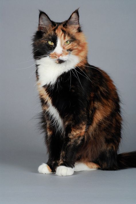 Calico Norwegian Forest Cat, Wcue Inspiration, Norwegian Cat, Long Haired Cat, Cat Calico, Lover Cats, Cat References, Cat Tips, Wcue Morph