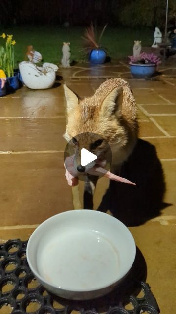 Lucy Goacher on Instagram: "Tiny Tail is at home with the babies, so Bruiser has been bringing her as many chicken wings as possible. He actually kept rejecting his cat soup medicine last night because he JUST wanted wings to carry!! He only had some dinner of his own once all the wings had been delivered. 🥹😭♥️♥️  Also, he COULD have tried to take extra wings off Miss P, but didn't. The boy has learned manners! Love him!!   #cuteanimals #animals #nature #wildlife #cute #fox #foxes #urbanfox #animallover #wildanimals #foxesofinstagram #wild #funny #funnyanimals" Different Kinds Of Chickens, Baby Foxes Cute, Animals With Wings, Baby Animals Adorable, Fox Videos, Funny Videos Animals, Cute Animals Videos, Tiny Baby Animals, Cat Soup